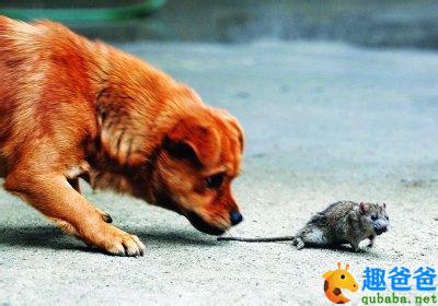 【中国寓言故事】狗拿耗子