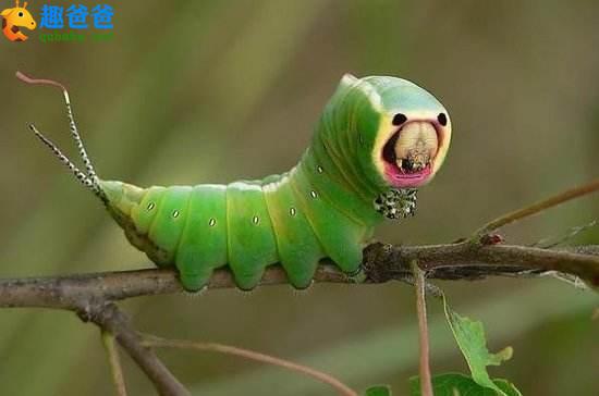 经典儿童小笑话