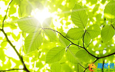 关于描写春天的诗句