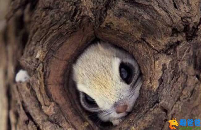 鼯鼠3.jpg
