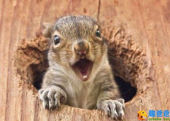 住在“鸟巢”的松鼠