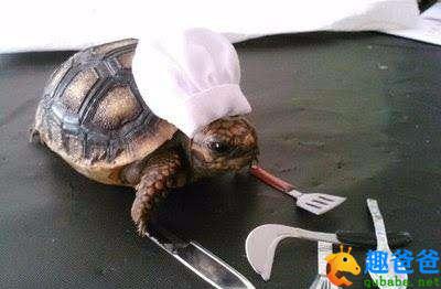 乌龟搞笑1.jpg