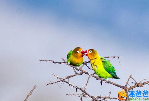 爱情鸟3.jpg