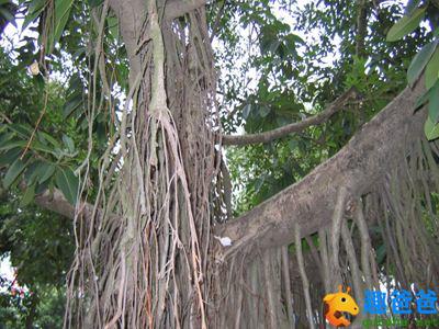 大树的长胡子1.jpg