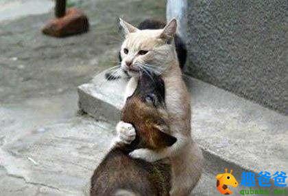 适合儿童看的动物笑话