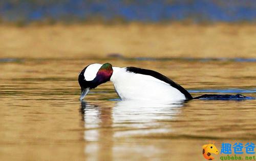 跳出树洞的小鹊鸭