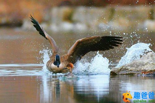 小鹊鸭2.jpg 小鹊鸭2.jpg