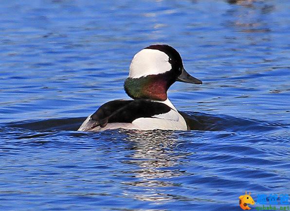 小鹊鸭3.jpg 小鹊鸭3.jpg