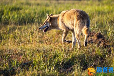 森林狼、草原狼和印第安人的故事