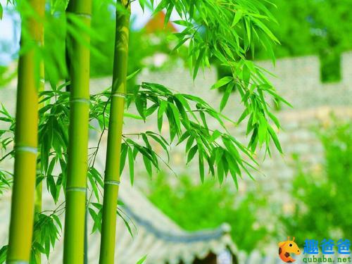 胸有成竹的故事2.jpg 胸有成竹的故事2.jpg