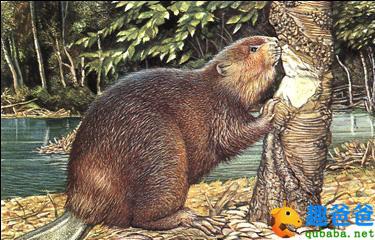 河狸智斗鳄鱼的故事