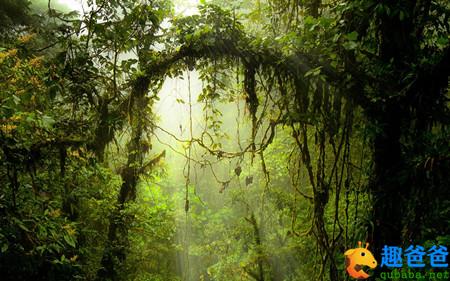 森林中的圣约瑟