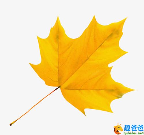 一片树叶落下来