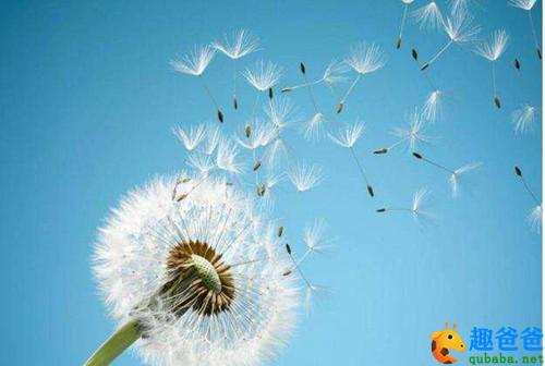 蒲公英的奇妙之旅