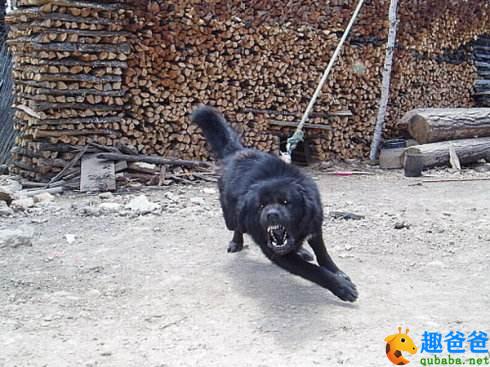 越人与狗的故事