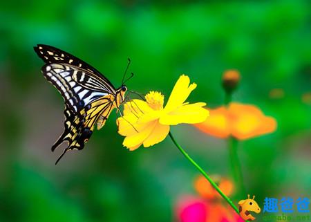 留连戏蝶时时舞