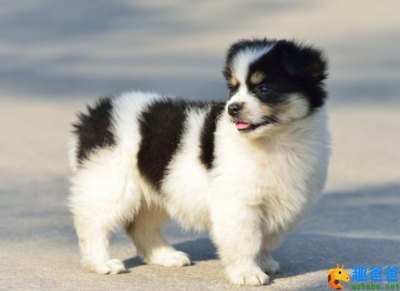 喜欢惹事生非的小狗