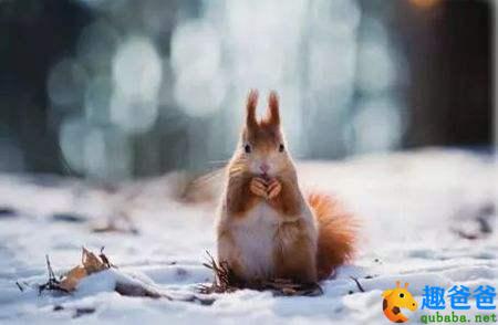 小熊猫魔术表演会跳舞的豆子