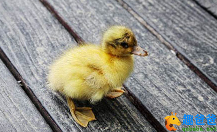 可爱的小鸭小鸭呱呱叫