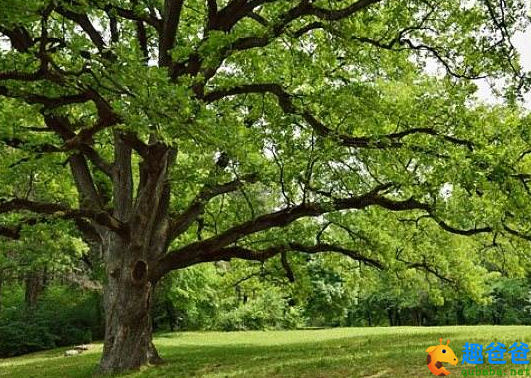 橡树与芦苇对话（俄罗斯）