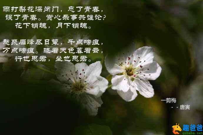 雨打梨花深闭门，孤负青春，虚负青春