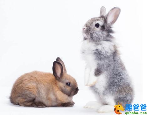 两只小兔子