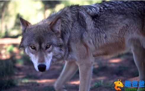 狼文言文原文翻译