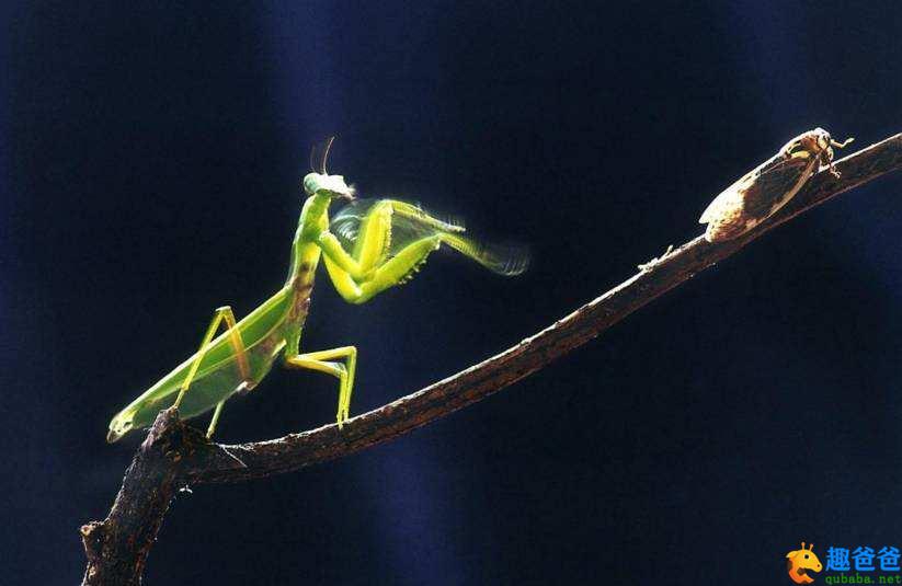 听完螳螂捕蝉后就饿死的螳螂