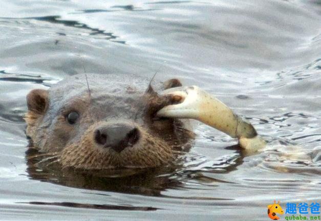 狐狸和水獭 [tǎ]