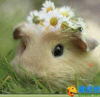 幸福的仓鼠小姐