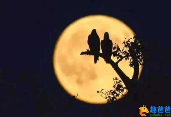 十五夜望月古诗