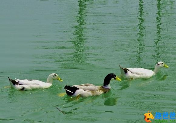 春江水暖鸭先知全诗