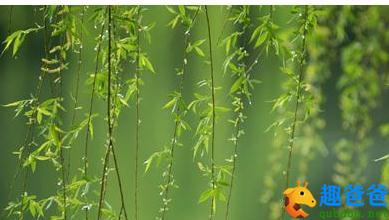 黄梅时节家家雨青草池塘处处蛙