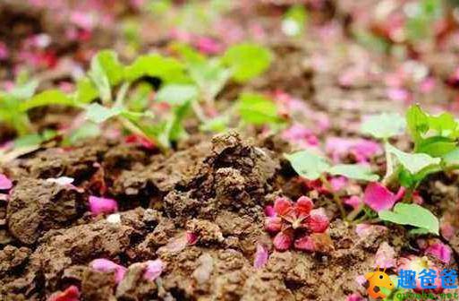 化作春泥更护花