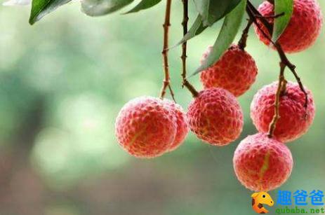 日啖荔枝三百颗 不辞长作岭南人