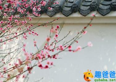 墙角数枝梅全诗