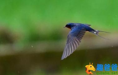 翅湿沾微雨的出处
