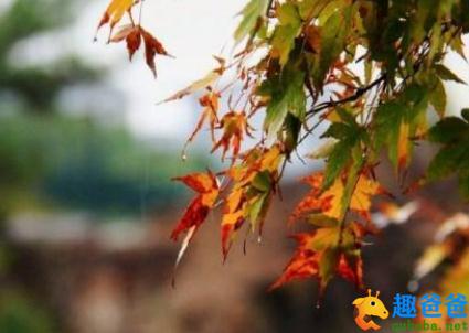 石破天惊逗秋雨