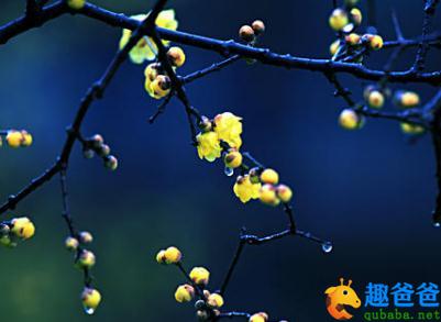 暗香浮动月黄昏