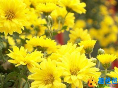 待到秋来九月八，我花开后百花杀