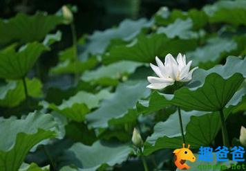 白莲译文及注释