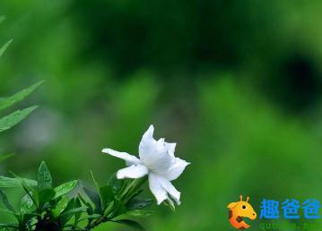 闲看中庭栀子花