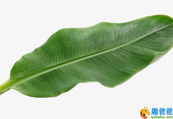一片芭蕉叶子