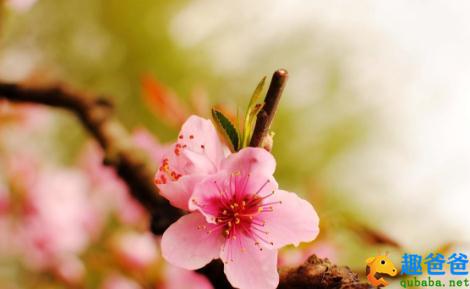 人间四月芳菲尽，山寺桃花始盛开