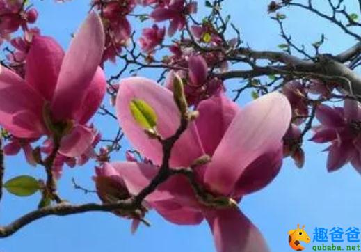 草树知春不久归，百般红紫斗芳菲