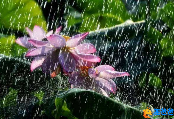 柳外轻雷池上雨，雨声滴碎荷声