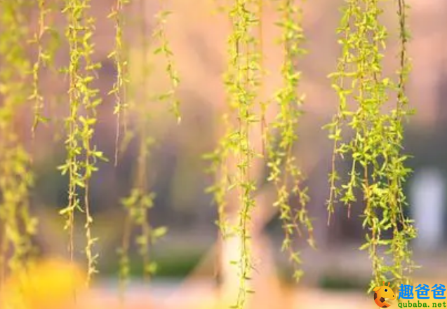 一树春风千万枝，嫩于金色软于丝
