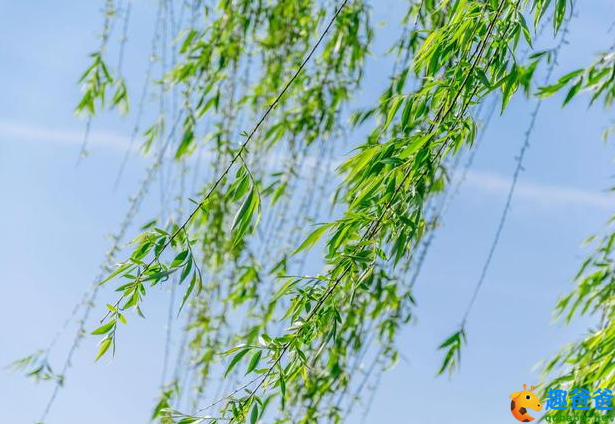 春未老，风细柳斜斜