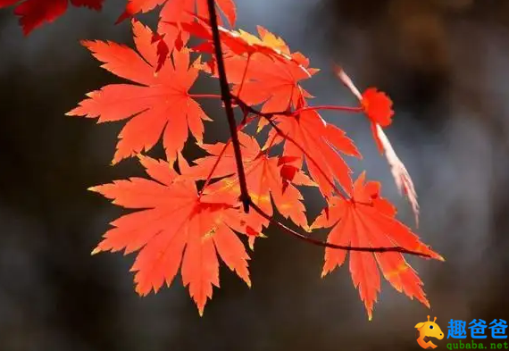 狂风落尽深红色，绿叶成阴子满枝