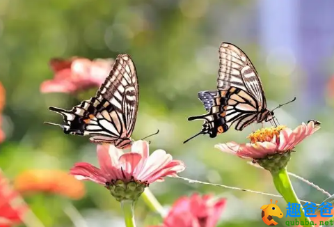 留连戏蝶时时舞，自在娇莺恰恰啼